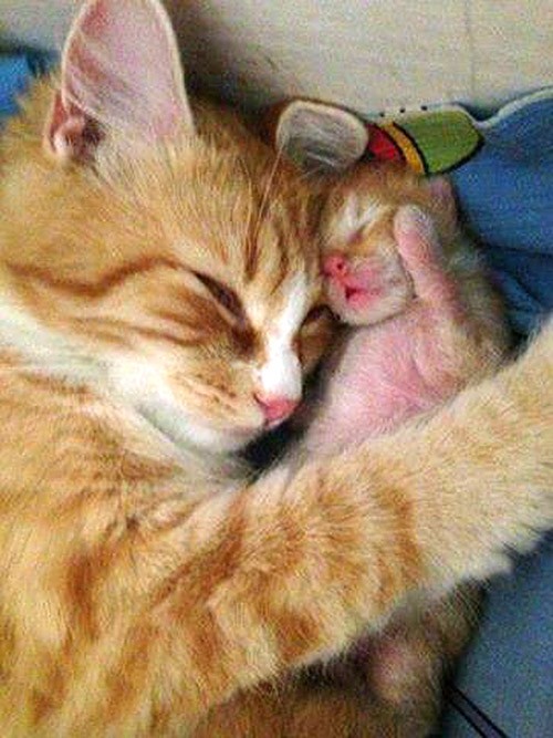 Jolie chat tigré crème avec son petit qui vient de naître.
Pretty cream tabby cat with her baby who has just been born.
© Photo under Copyright